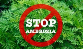 Prefectura Cluj trage un semnal de alarmă: ambrozia sufocă județul. Proprietarii de terenuri riscă amenzi uriașe
