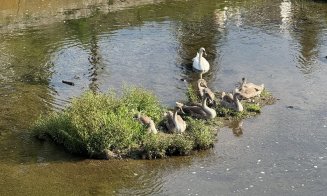 Toamna se numără bobocii: "Se pare că vecinii noștri de pe râu au avut un an bun" :)