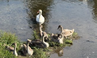Toamna se numără bobocii: "Se pare că vecinii noștri de pe râu au avut un an bun" :)