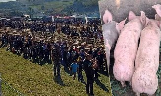 Pesta porcină anulează un eveniment al crescătorilor de animale din județul Cluj
