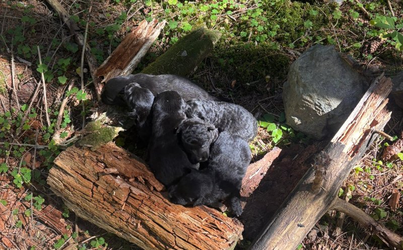 6 pui de câine, aruncați într-o prăpastie de sub un pod, în zona lacului Beliș / Se caută făptașii