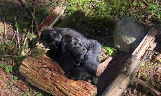 6 pui de câine, aruncați într-o prăpastie de sub un pod, în zona lacului Beliș / Se caută făptașii