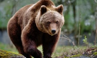 RO-ALERT într-o localitate din Cluj: A fost văzut un urs în zonă!