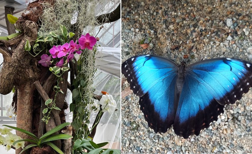 Expoziție spectaculoasă cu 25 de specii de fluturi exotici la Grădina Botanică din Cluj. Printre vedetele expoziției, "fluturele pocnitor" și Morfo cel albastru