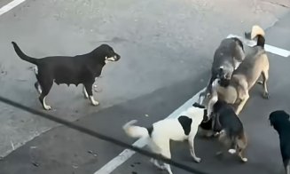 Teroare în oraș. O haintă de câini atacă tot ce prinde / ”Am făcut și sesizare la Primărie...”