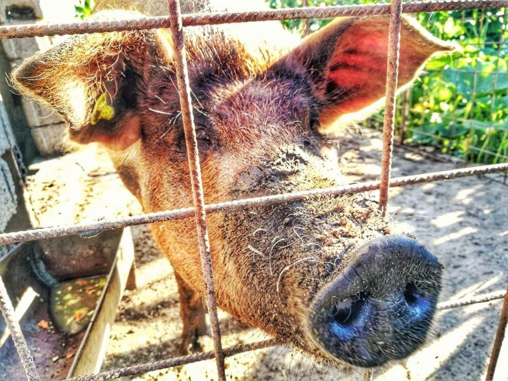 Alertă în Apahida: Focar de pestă porcină. Autoritățile impun restricții stricte. Ce măsuri trebuie respectate