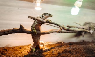 La Iulius Mall Cluj, expoziția educativă Taranterra te invită în lumea exotică a celor 70 de exemplare de reptile și tarantule vii