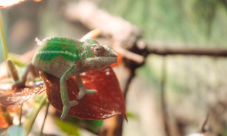 La Iulius Mall Cluj, expoziția educativă Taranterra te invită în lumea exotică a celor 70 de exemplare de reptile și tarantule vii