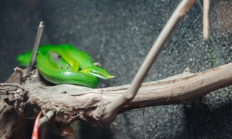 La Iulius Mall Cluj, expoziția educativă Taranterra te invită în lumea exotică a celor 70 de exemplare de reptile și tarantule vii