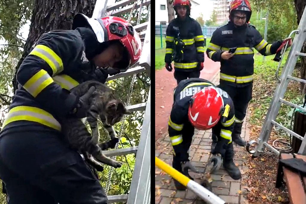 Pompierii clujeni, la datorie: Au salvat... o pisică / Unde s-a cocoțat felina