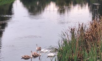 3 din 7 :( În luna septembrie au dispărut 3 lebede din familia de pe Someș