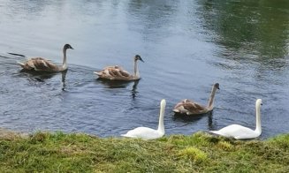 3 din 7 :( În luna septembrie au dispărut 3 lebede din familia de pe Someș