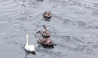 3 din 7 :( În luna septembrie au dispărut 3 lebede din familia de pe Someș