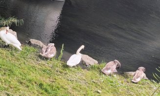 3 din 7 :( În luna septembrie au dispărut 3 lebede din familia de pe Someș