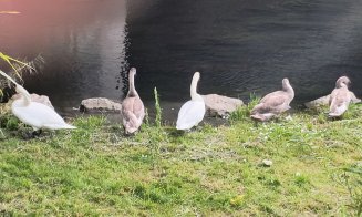 3 din 7 :( În luna septembrie au dispărut 3 lebede din familia de pe Someș