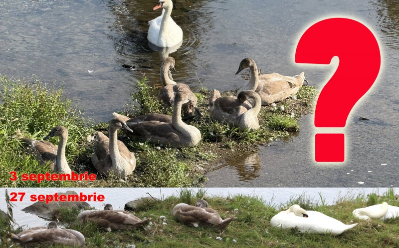 3 din 7 :( Au scăpat tefere după UNTOLD, dar în septembrie au dispărut 3 lebede din familia de pe Someș