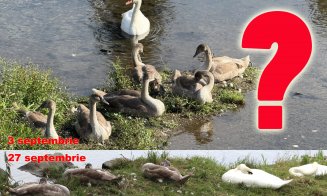 3 din 7 :( În luna septembrie au dispărut 3 lebede din familia de pe Someș