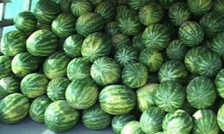„Furtul secolului” la Cluj: un bărbat a sustras o tonă de pepeni, 1.000 de știuleți și 2.000 de lei
