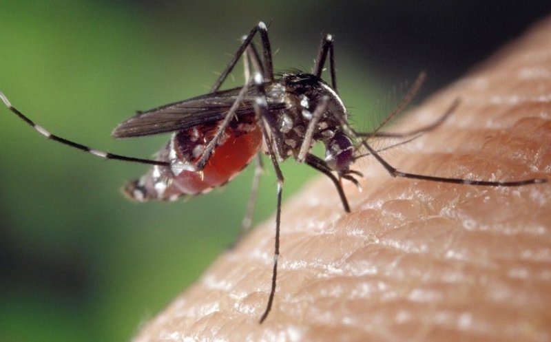 DECES al unui pacient diagnosticat cu meningită provocată de virusul West Nile
