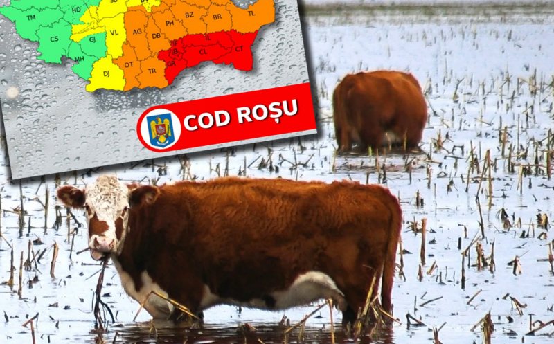 IGSU - recomandări pentru populație în contextul Ciclonului care va lovi România / Dezlegați animalele! Este singura lor șansă la viață!