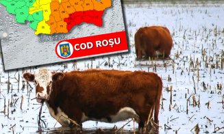 IGSU - recomandări pentru populație în contextul Ciclonului care va lovi România / Dezlegați animalele! Este singura lor șansă la viață!