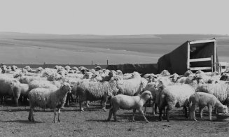 Caz misterios la o stână din Cluj: bărbat găsit mort în circumstanțe neclare. Anchetatorii iau în calcul atacul unor animale sălbatice