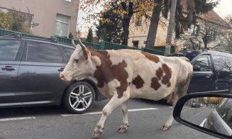 Cine și-a pierdut vaca prin Cluj-Napoca??? De unde o poate recupera