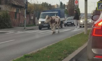 Cine și-a pierdut vaca prin Cluj-Napoca, o poate recupera de la RADP