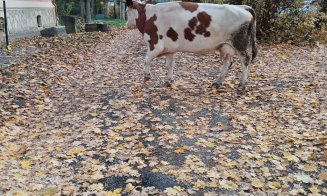 Cine și-a pierdut vaca prin Cluj-Napoca, o poate recupera de la RADP