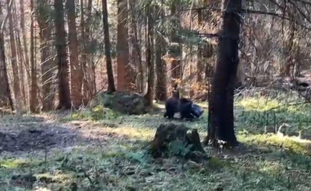 Un pui de urs, salvat de salvamontiști după ce a rămas cu capul blocat într-un rezervor metalic