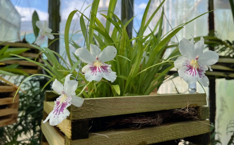 Colecție de orhidee la Grădina Botanică din Cluj