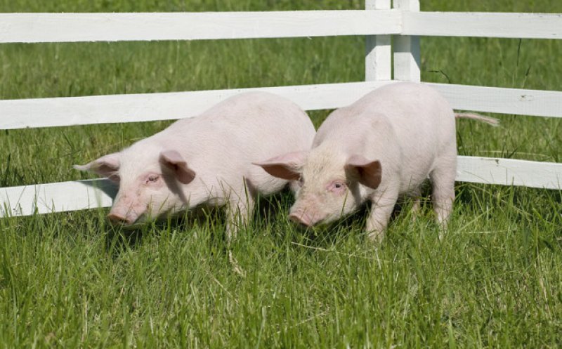 Ansamblu rezidențial în locul unei ferme de porci. Se întâmplă la Cluj