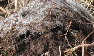 “AȘA NU! Nu aruncați deșeurile din construcții, renovări sau obiectele casnice vechi în câmp”. Camere noi de supraveghere în Apahida