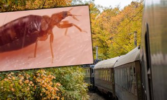 Ciuruită de ploșnițe la cușeta CFR Călători pe ruta București - Sighet / 13 ore în ”trenul groazei ”, la 190 de lei