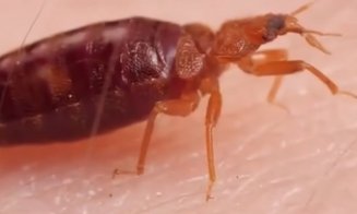 Ciuruită de ploșnițe la cușeta CFR Călători pe ruta București - Sighet / 13 ore în ”trenul groazei ”, la 190 de lei