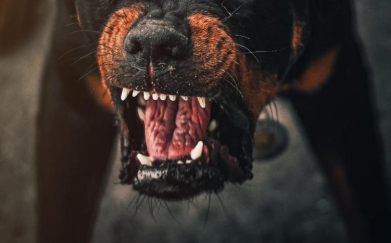 Proprietara câinelui care a ucis un alt patruped în Mănăștur, scăpată cu o amendă „ieftină”: Nu l-a ținut în lesă și nu era înregistrat