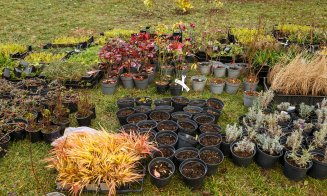 Spații verzi îmbunătățite în cartierele Iris și Someșeni, realizate cu ajutorul studenților