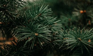 Romsilva pune la vânzare peste 16.000 de pomi de Crăciun. Ce prețuri sunt și de unde pot fi cumpărați