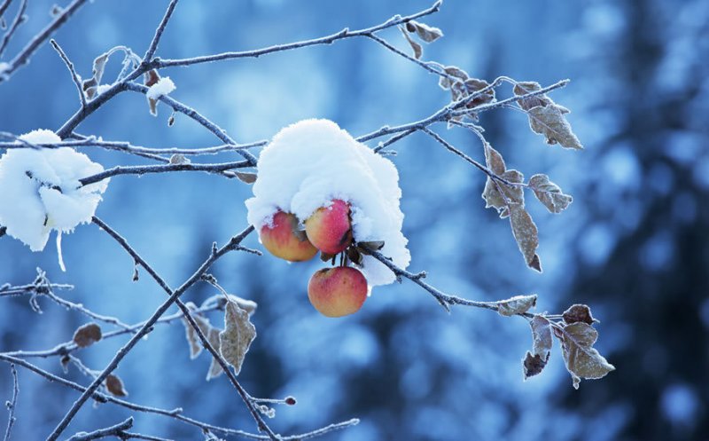 Temperaturi peste cele specifice, până aproape de sfârşitul anului, inclusiv de Crăciun