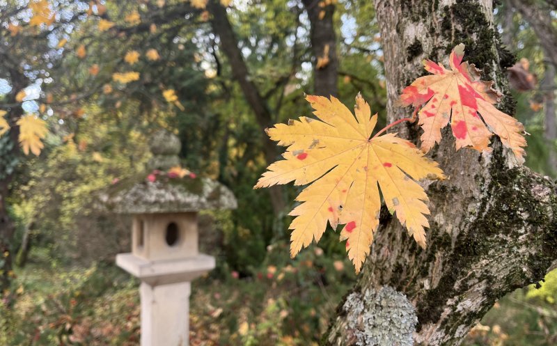 Vizitează Grădina Botanică din Cluj-Napoca. Ce program va avea de 1 Decembrie, Ziua Națională a României