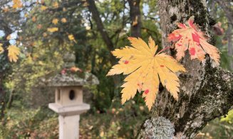 Vizitează Grădina Botanică din Cluj-Napoca. Ce program va avea de 1 Decembrie, Ziua Națională a României