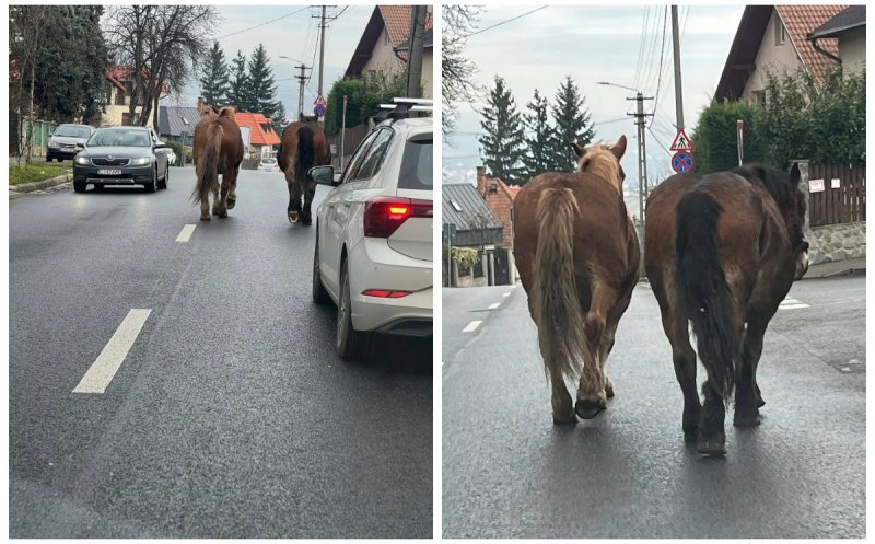 Surpriză pe o stradă din Cluj-Napoca: doi cai se plimbă nestingheriți printre mașini