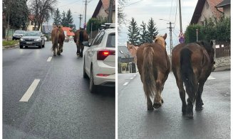 Surpriză pe o stradă din Cluj-Napoca: doi cai se plimbă nestingheriți printre mașini