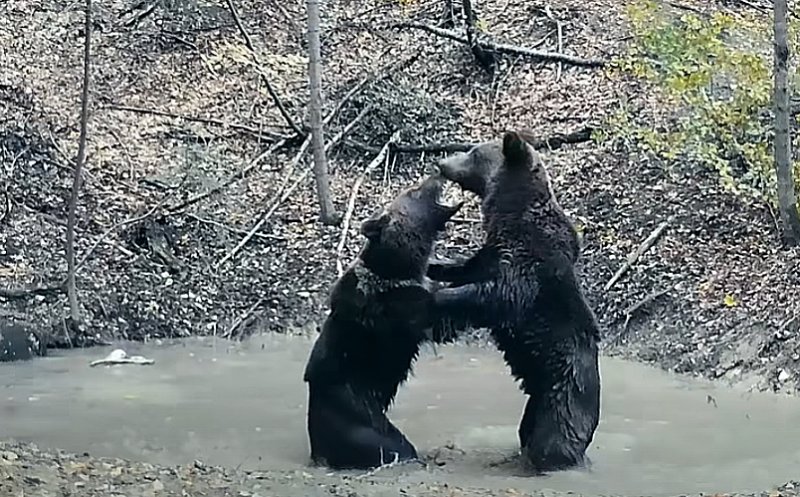 Bătaie pentru o ”piscină” aflată într-o pădure din Parcul Național Piatra Craiului