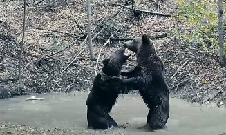 Bătaie pentru o ”piscină” aflată într-o pădure din Parcul Național Piatra Craiului