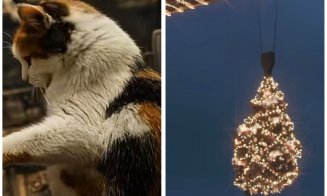 Atmosferă de sărbătoare pe șantierul RIVUS. Lucrările continuă, iar pisicuța Cătălina aduce spiritul Crăciunului și ridică moralul muncitorilor