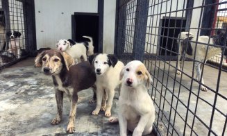 Cluburile sportive din Cluj promoveză adopția animalelor fără stăpân