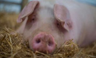 Grijă mare la porcul de Crăciun! INSP avertizează asupra unei boli cu risc mortal