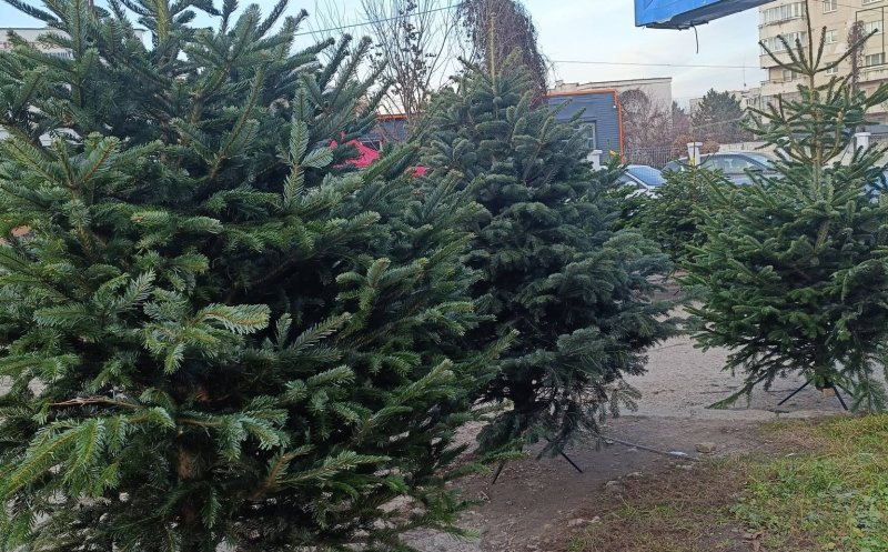 A început ”bișnița” cu brazii de Crăciun / E nevoie de 10 - 12 ani pentru a crește un brad de dimensiuni medii de 180 - 200 cm