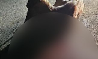 Căprioară lăsată să agonizeze pe marginea drumului într-o baltă de sânge / Polițist: “Nu discut cu nimeni, nu sunt Moș Crăciun”